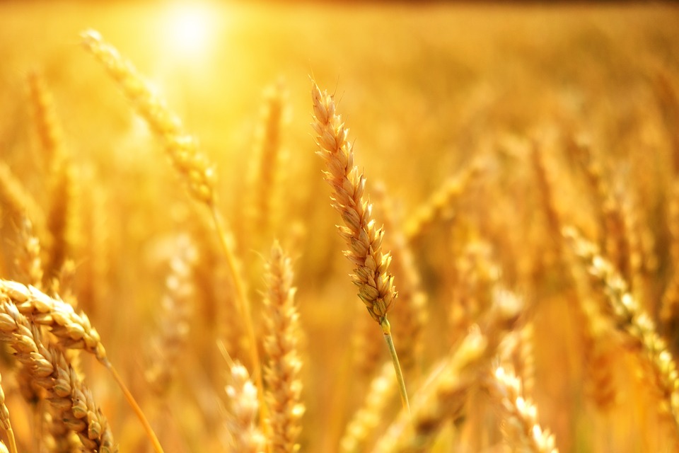 Более 1 млн тонн зерна планируется произвести в Нижегородской области в 2019 году