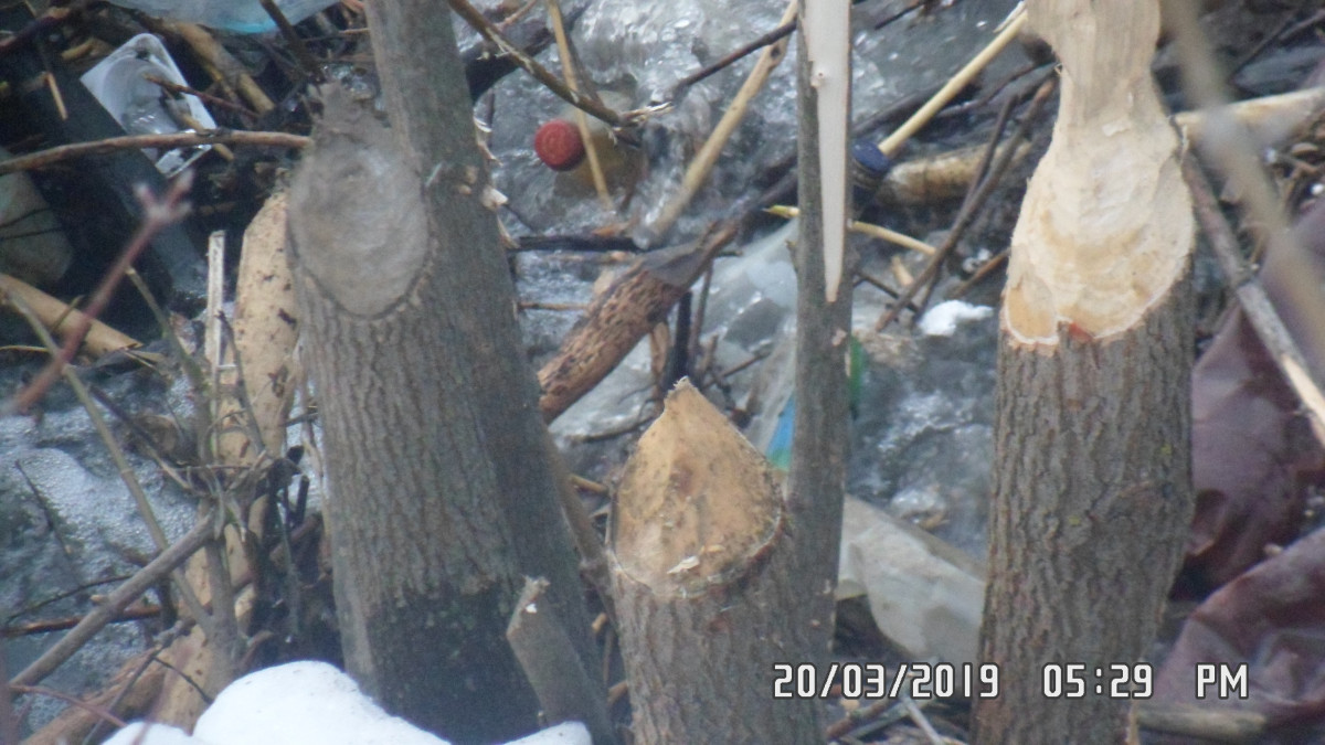 Обточенные бобрами деревья обнаружены в районе радиорынка «Герц» в Нижнем Новгороде