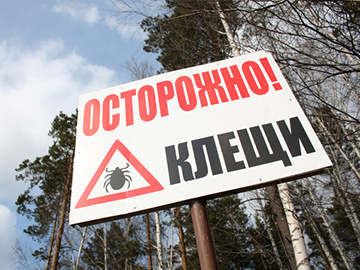 Нижегородский минздрав: пик сезонной активности клещей приходится на май-июнь