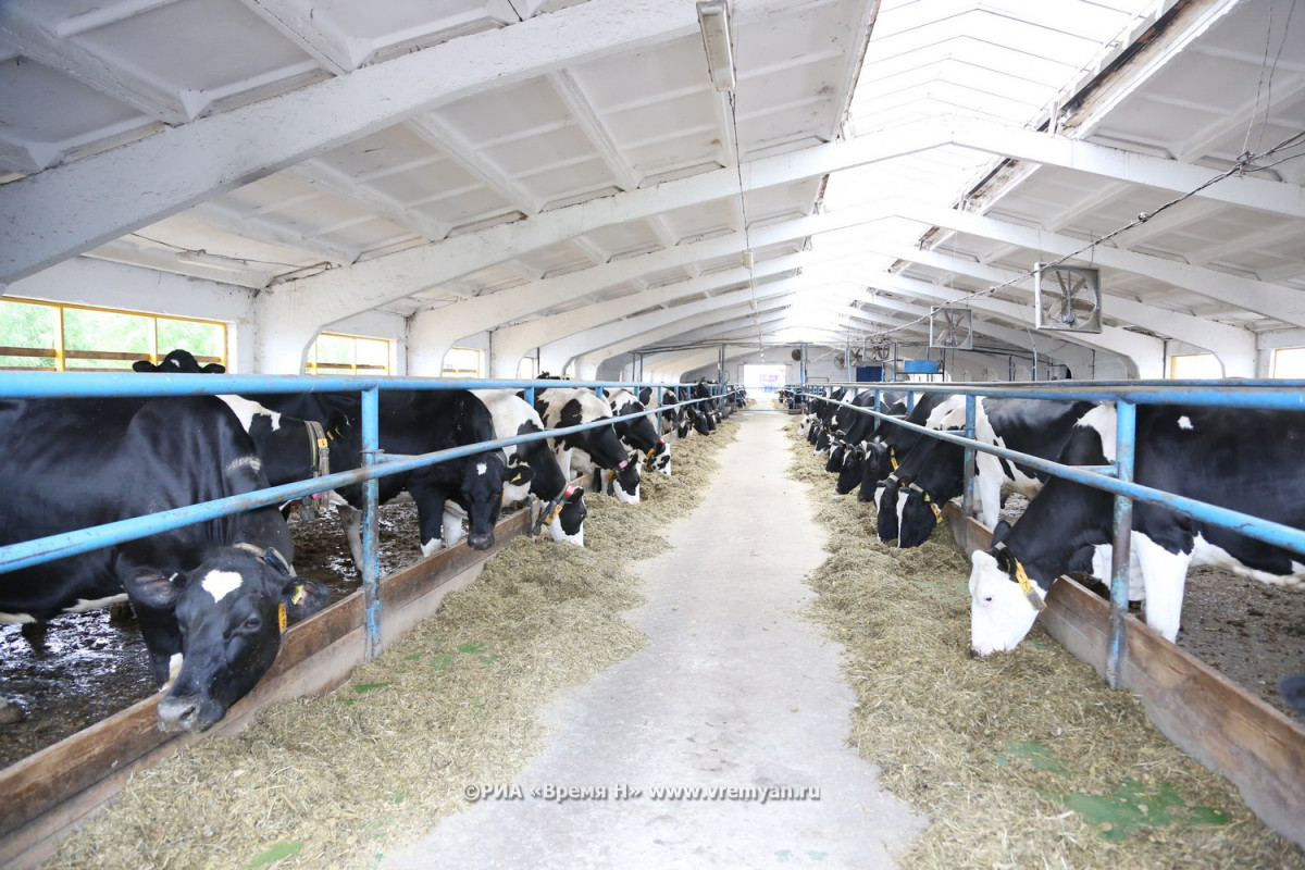 Объёмы производства молока и мяса выросли в Нижегородской области