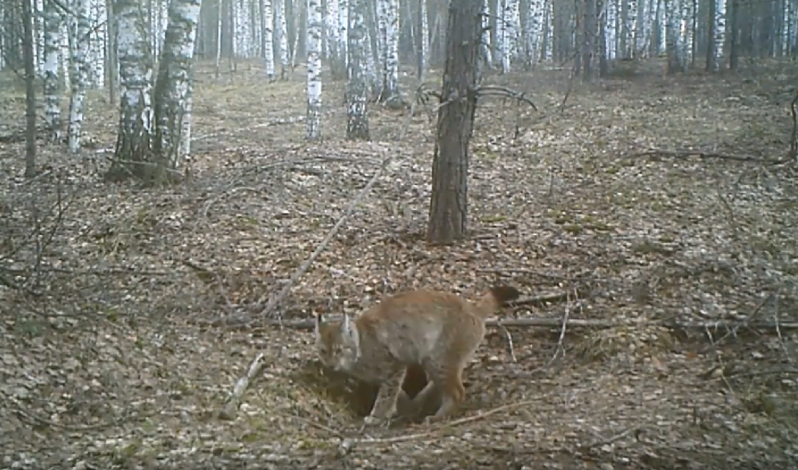 Барсук «обвел» лосей, медведя и рысь: видеорепортаж из Керженского заповедника