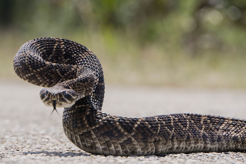 Змея укусила 12-летнего мальчика в Выксе