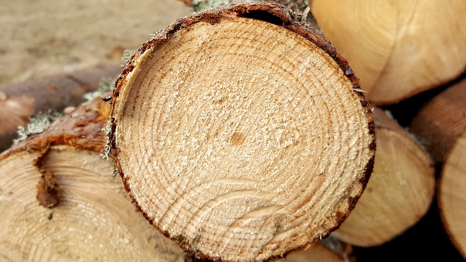 Нижегородскую древесину будут продавать на крупнейшей товарной бирже РФ