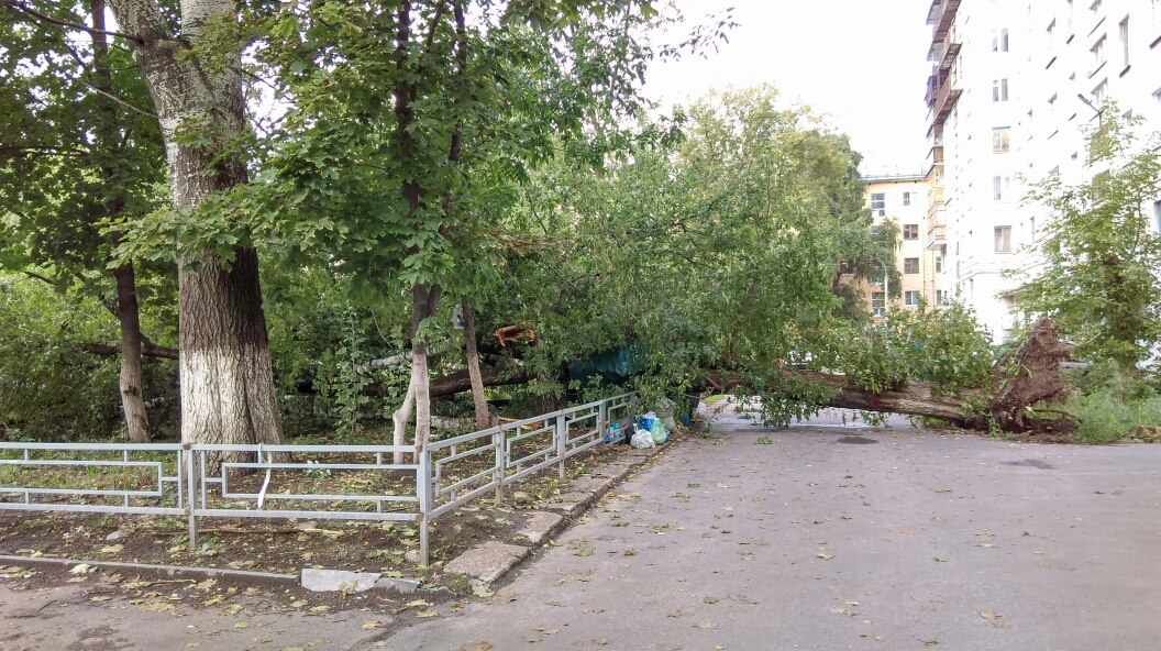 Дерево рухнуло во дворе дома на Совнаркомовской