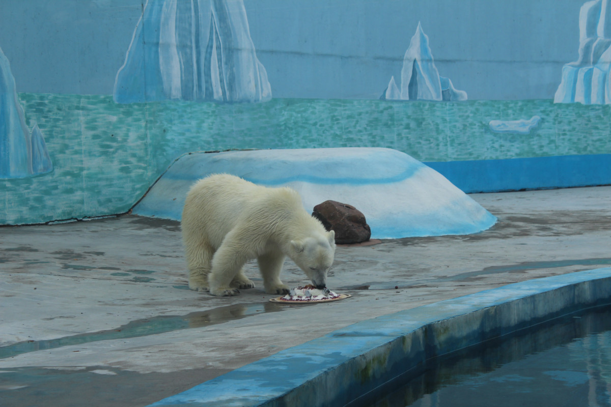 Белую медведицу из «Лимпопо» накормили мороженым со скумбрией в честь Дня города