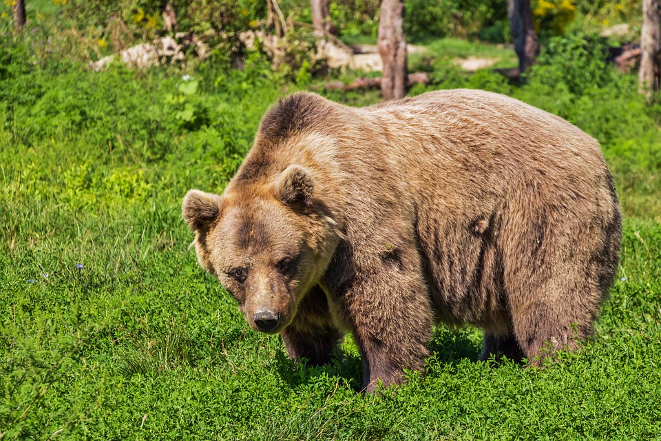 Волонтеры наткнулись на медведя во время поисков Зарины Авгоновой