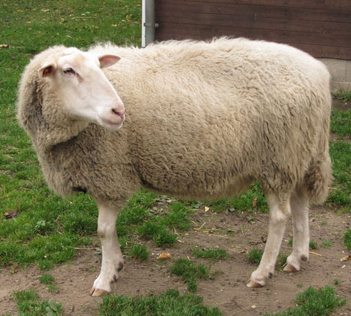 Нижегородцы нашли бесхозную овцу в Канавинском районе