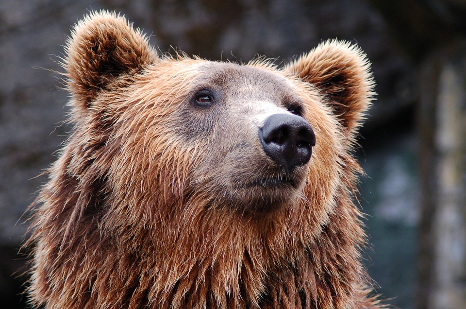 Трихинеллёз нашли в мясе медведя в Лыскове