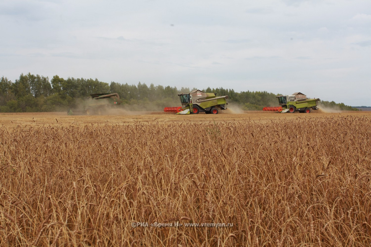 Более 90% площадей зерновых убрано в Нижегородской области