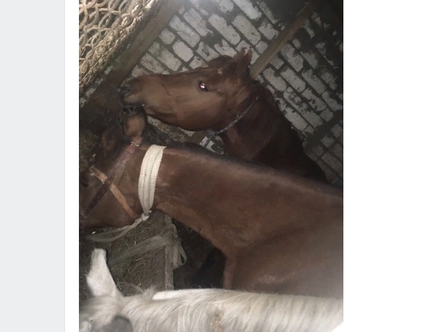 Похищенных в Арзамасе лошадей нашли в Нижнем Новгороде