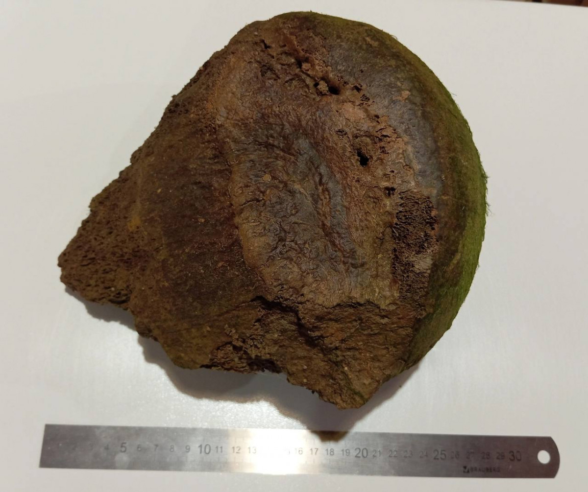Кости мамонта и первобытного бизона обнаружили в Новинках