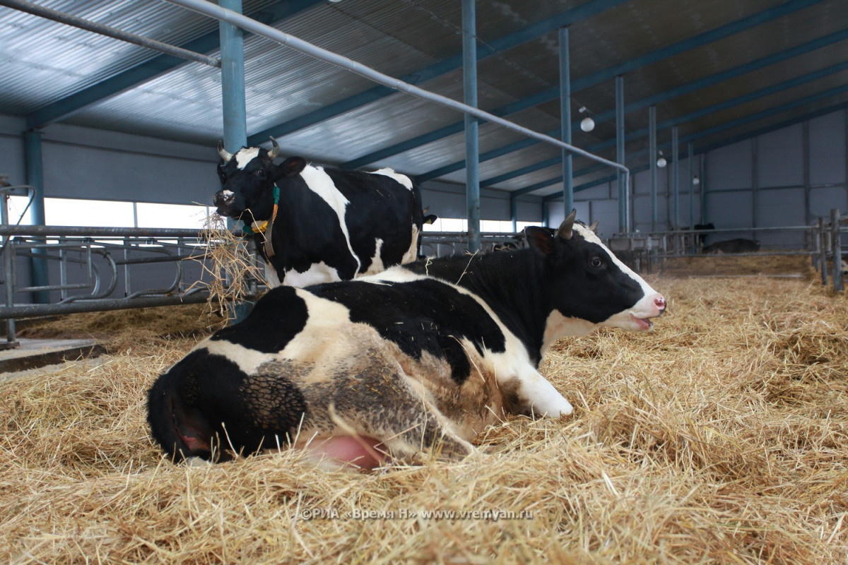 Производство мяса в Нижегородской области увеличилось на 28% за пять лет