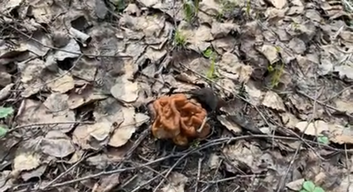 Первые сморчки находят грибники в нижегородских лесах