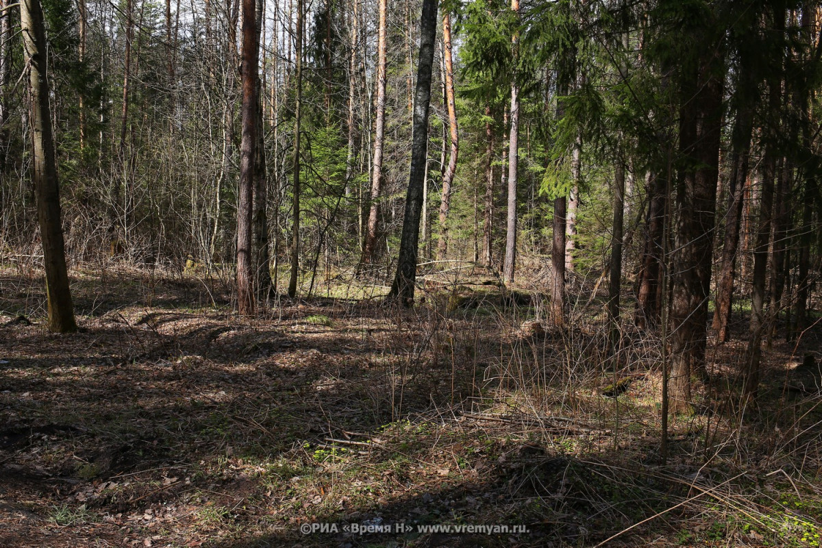 66 аварийных деревьев спилили в Стригинском бору