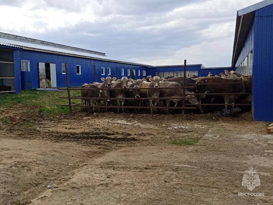 Ферма с коровами загорелась в Нижегородской области